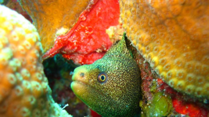 Goldtail Moray (32)_350